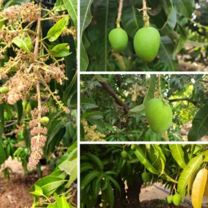 buy organic mangoes online