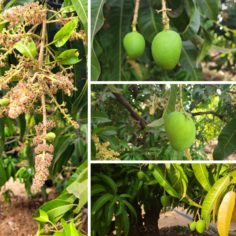 buy organic mangoes online