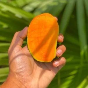 Premium Kesar Mangoes